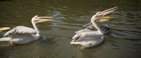 Canvas Print -  Pelican feeding in the zoo