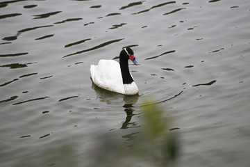 Poster -  Swan feeding in the zoo