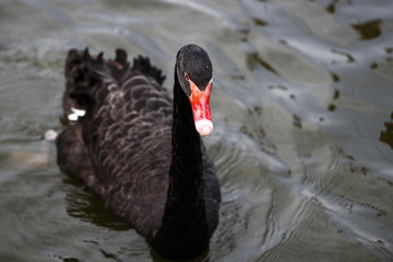 Poster -  Swan feeding in the zoo