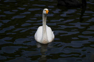 Poster -  Swan feeding in the zoo