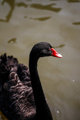 Poster -  Swan feeding in the zoo