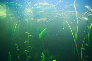 green grass underwater