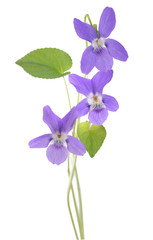 common violet plant
