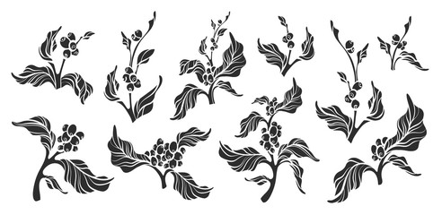 Set of coffee tree with leaves, bean. Vector illustration
