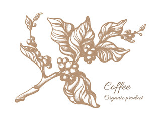 Wall Mural - Vector sketch of coffee branch illustration