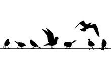 Feathered Ones Sit On Wires. Vector Silhouettes Of Birds Isolated On White Background.