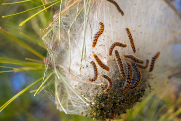 caterpillars and larvae