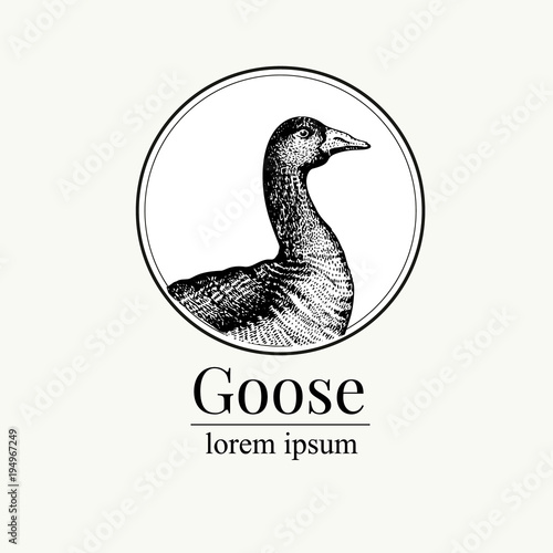 Fotomural Vector hand drawn goose illustration