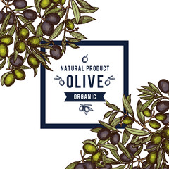 Wall Mural - vector frame with place for text anf hand drawn colored olive branches in corners background