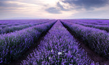 Fototapeta Lawenda - Lavender fields. Beautiful image of lavender field.