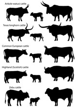 Collection Of Silhouettes Of Different Species Of Cattle: Common European, Texas Longhorn, Highland (scottish), Watusi (ankole-watusi), Zebu
