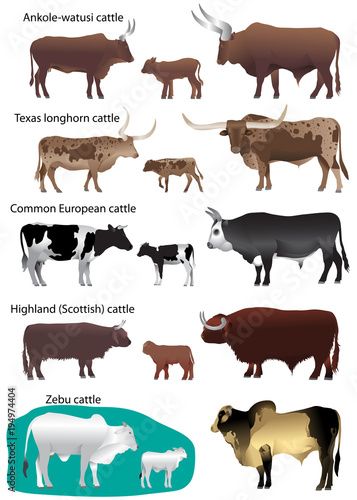 Collection Of Different Species Of Cattle Common European Texas