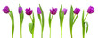 Line of purple tulips