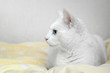 Biały kot z niebieskimi oczami leżący na w łóżku