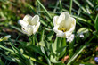 Tulpen im Frühling auf einer Wiese
