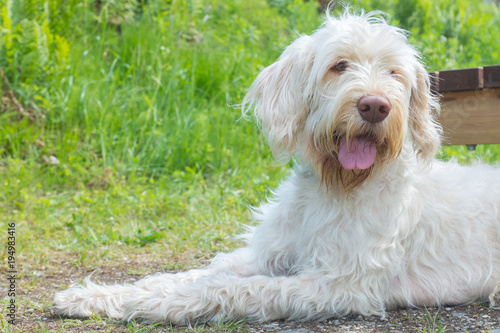 White wire haired dog Clearance