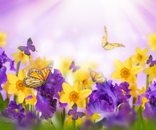 Violet Irises, Yellow Tulips And Willow With Mimosa On A Blurred Background. Butterflies On Flowers.