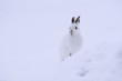 White mountain hare sitting on snow in the cairngorms of Scotland. These are wild mountain and are native to the British Isles.