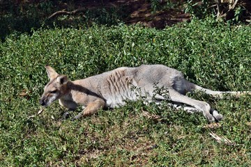 Wall Mural - Young cute wild gray wallaby kangaroo lying on the grass