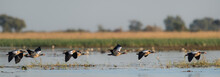A Horizontal, Colour Panorama Photograph Of Six Egyptian Geese, Alopochen Aegyptiaca, Flying In Chobe National Park, Botswana.