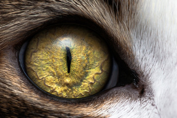 closeup of cat eye