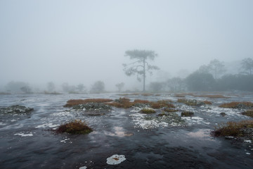 Sticker - Forest path with pine and mist