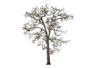 Poster - big tree leafless, isolated tree on white background 