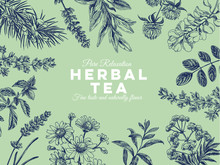 Beautiful Vector Hand Drawn Tea Herbs Illustration.