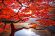 Autumn Maple red  in Naejangsan national park, South korea