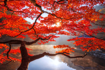 autumn maple red in naejangsan national park, south korea