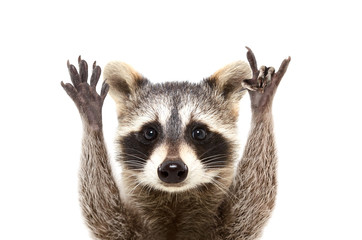 Wall Mural - portrait of a funny raccoon showing a rock gesture, isolated on white background