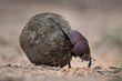 A horizontal, close up colour image of a dung beetle rolling its meticulously rolled back through sand in the Greater Kruger Transfrontier Park, South Africa.