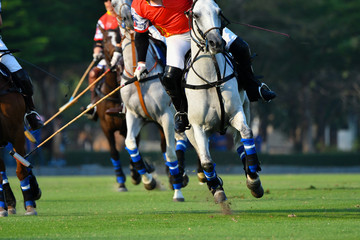 Wall Mural - focus the Horse in Polo match.