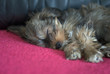 Sleeping puppy of yorkshire