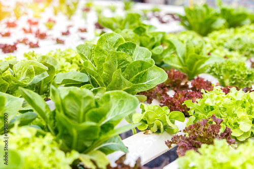 Fresh Green Hydroponic Organic Vegetable Farms For Background Buy This Stock Photo And Explore Similar Images At Adobe Stock Adobe Stock