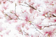 Closeup of magnolia blossoms with blurred background and warm sunshine