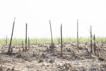 Global Warming From Sugarcane Plantation Burnt.