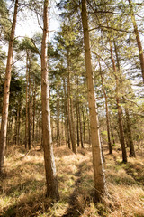  Sunlight through woodland environment - Woodland Oxfordshire - UK