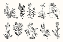 Vintage Flowers And Plants - Hand Engraved Vintage Botanical Line Artwork