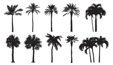 Tropical Coconut Palm, Different Natural Varieties Of Trees. 
Set Of Vector Illustrations. Perfect Realistic Black Silhouettes Isolated On White Background. 