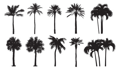 tropical coconut palm, different natural varieties of trees. set of vector illustrations. perfect re