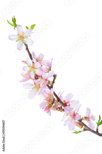 Blossoming Almond branch isolated on white background плакат