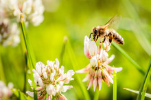 Bee Collecting Flower Pollen