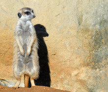 Very Funny Meerkat Manor Sits In A Clearing At The Zoo And Bright Blue Sky And Trees As Blurry Bokeh. The Meerkat Or Suricate Is A Small Carnivoran Belonging To The Mongoose Family. Meerkat Close Up.
