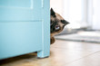 A Siamese cat peeking around a cabinet
