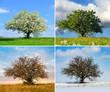 © byrdyak - Alone tree in four season
