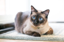 A Purebred Siamese Cat With Seal Point Markings And Blue Eyes