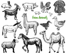 Farm Cute Animal Big Set. Vector Illustration. Camel, Horse, Goat, Pig, Donkey, Mountain Sheep, Llama Or Alpaca, Turkey, Cock. Village Pets. Engraved Sketch, Hand Drawn Vintage Style.
