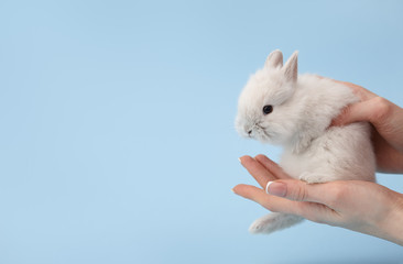 Wall Mural - Woman's hands holding cute white bunny rabbit on blue background