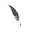 Feather on white background vector